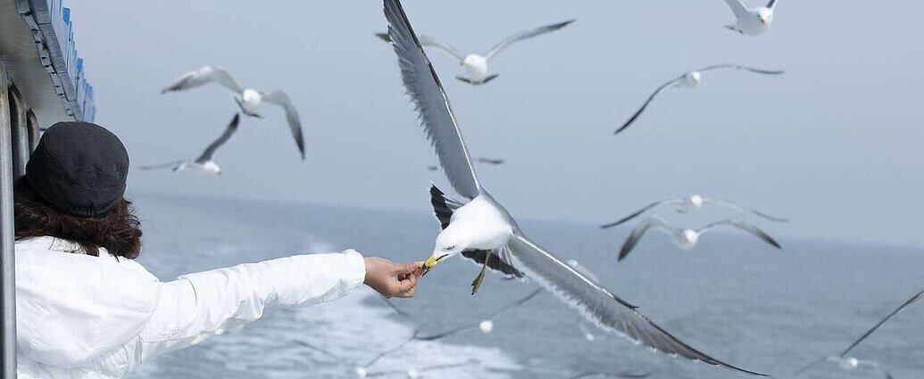 Frau füttert Möve aus eien Schiff