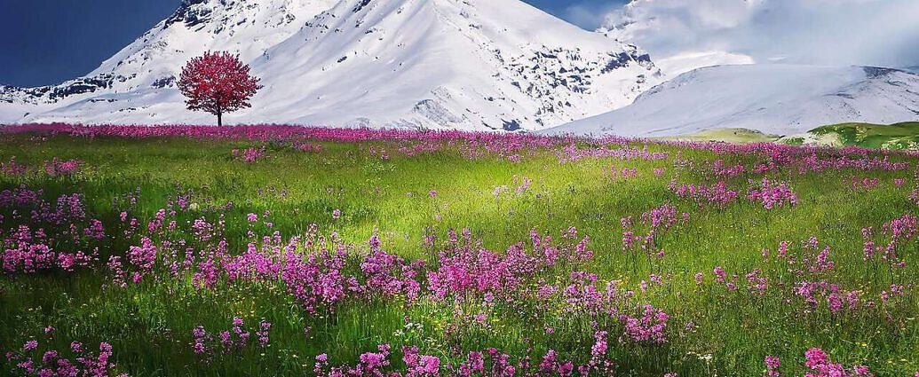 Ein von den Alpen und einer Wiese.