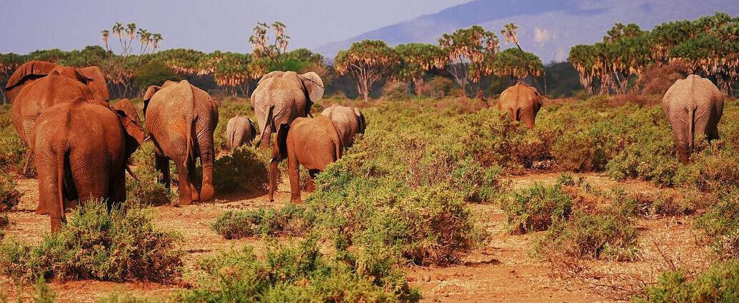Ein Bild vom Samburu-Nationalpark zeigt Kenias unberührte Wildnis mit Elefanten in der Steppe.
