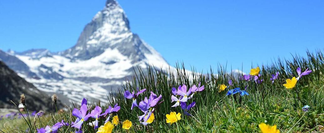 Es ist ein Bild von einer schönen Wiese mit Bergblumen in Zermatt, auf dem man das Matterhorn sehen kann.