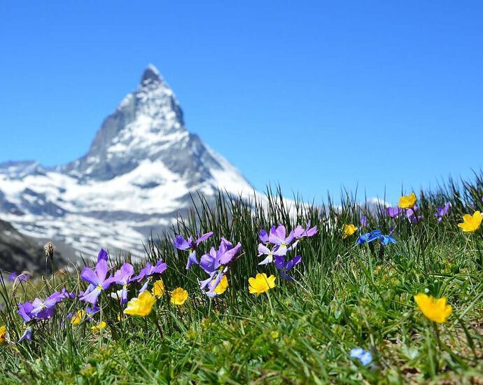 Es ist ein Bild von einer schönen Wiese mit Bergblumen in Zermatt, auf dem man das Matterhorn sehen kann.
