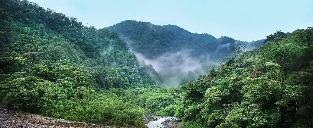 Ein Bild von Costa Ricas Regenwald.