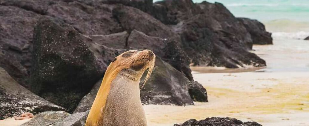 Ein Bild von einem Seelöwen aus den Galápagos-Inseln.