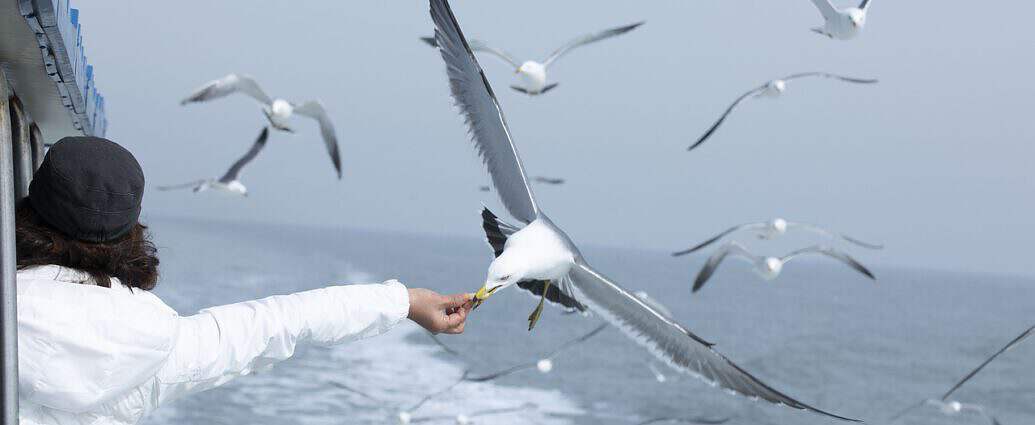 Seagull 4795739 1280