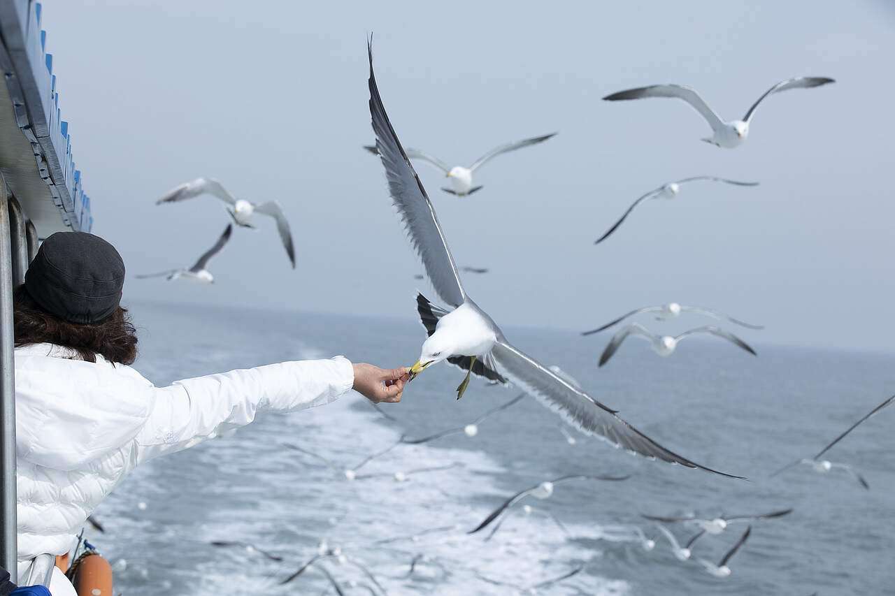 Frau füttert Möve aus eien Schiff