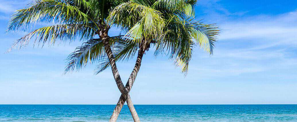 Bild einer Trauminsel mit Palmen, Strand und Meer.