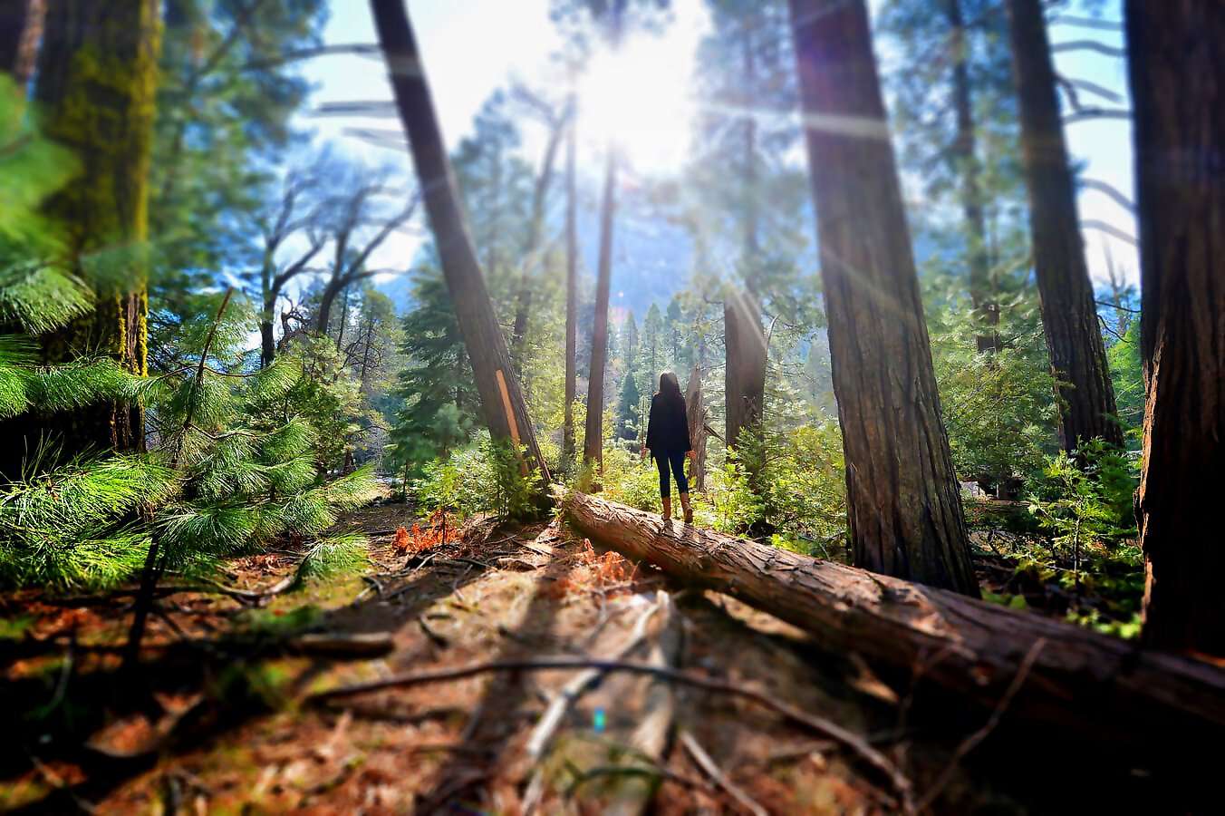 Eine junge Frau steht auf einem Baumstamm im Wald.