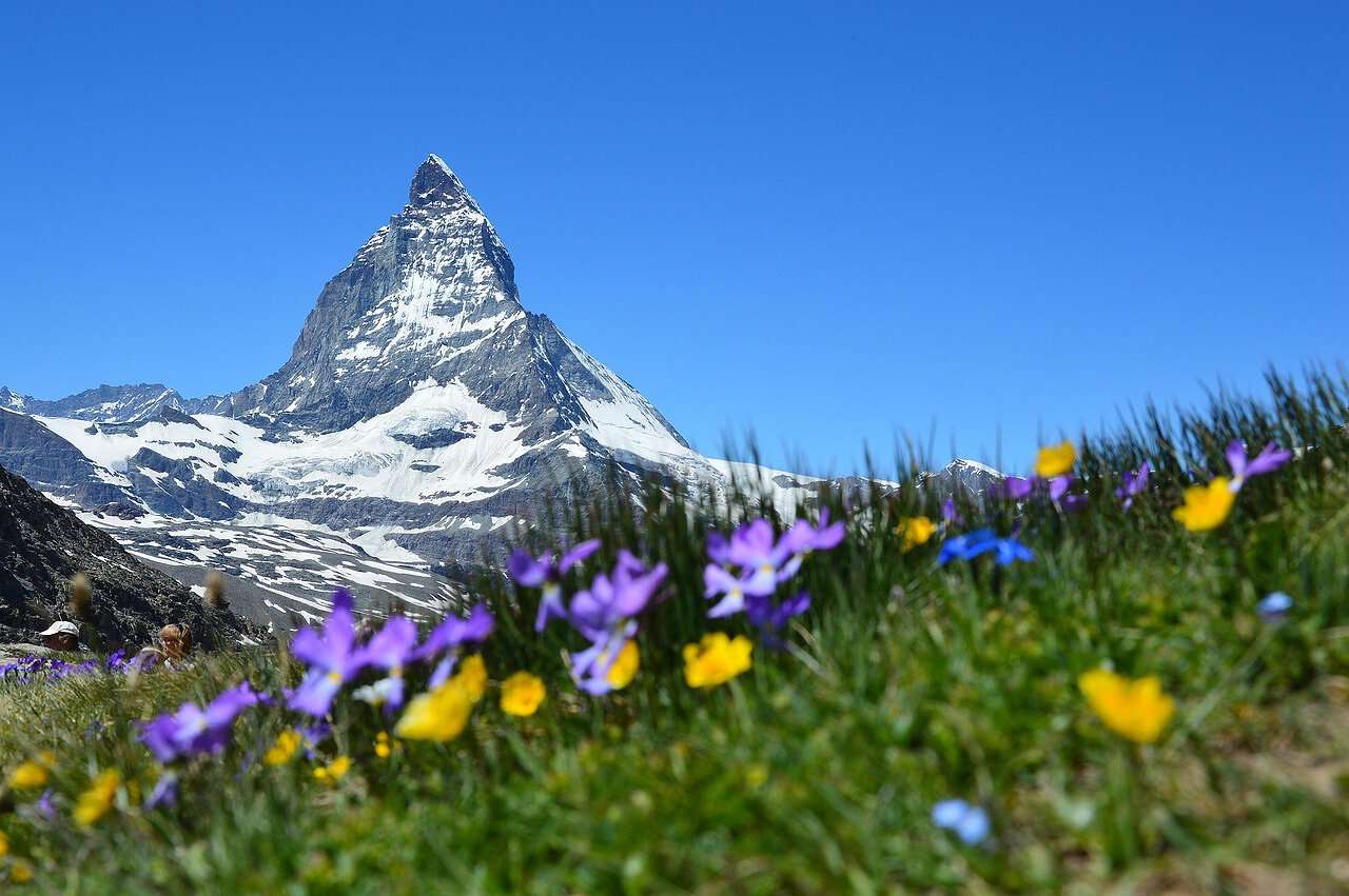Im Vordergrund sieht man eine Blumenwiese und dahinter die Schweizer Alpen.