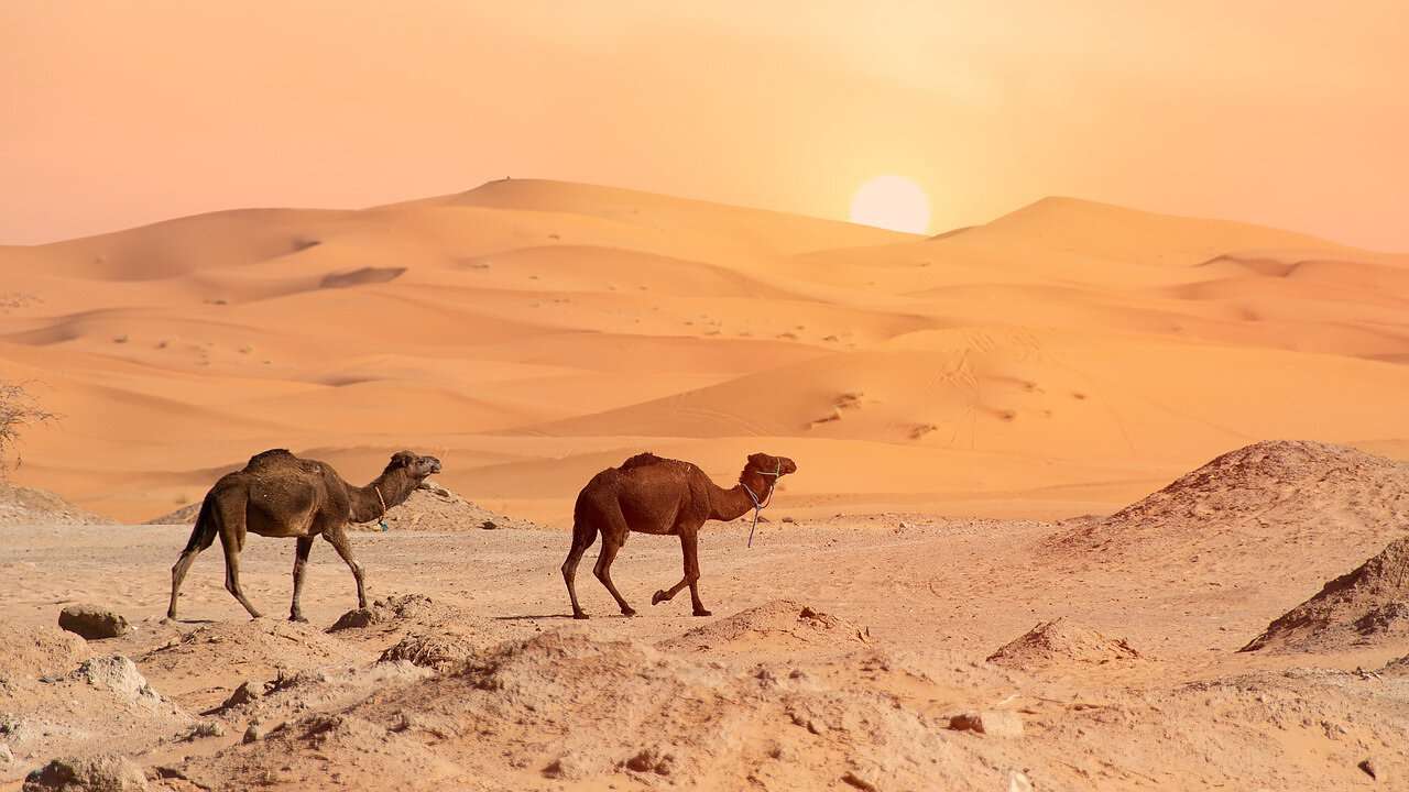 Ein Bild von Kamelen, die durch die Dünenlandschaft der Sahara in Marokko ziehen.