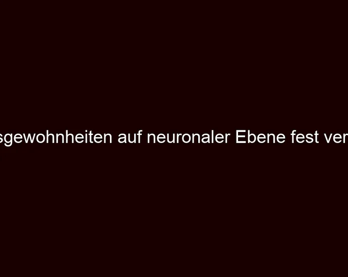 Erfolgsgewohnheiten auf neuronaler Ebene fest verankern