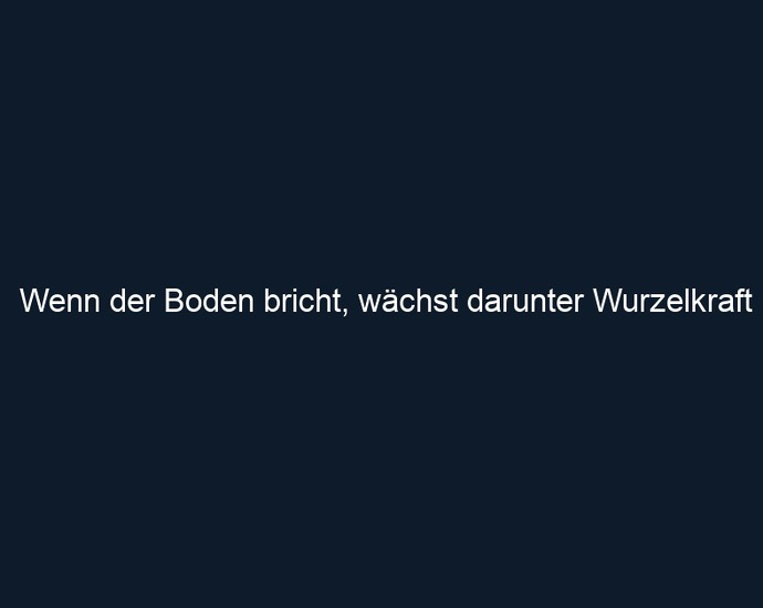 Wenn der Boden bricht, wächst darunter Wurzelkraft